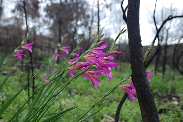 Post-war blossom. Photo: Yulia Ulshenski, KKL-JNF Jerusalem.